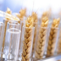 Найдена новая опасность ГМО