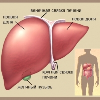 Найден ключ к лечению печеночной недостаточности