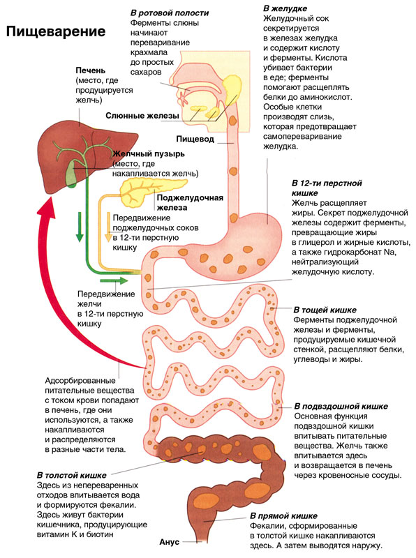 Как справится с дисбактериозом кишечника